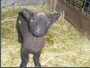 Black Lamb